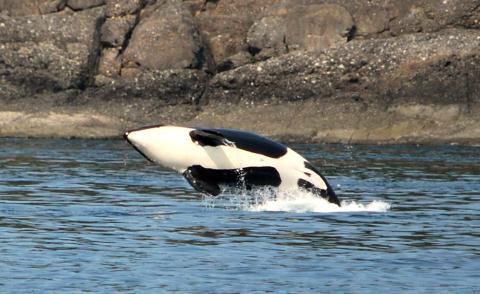 Southern Resident Killer Whales Breaching near San Juan Island