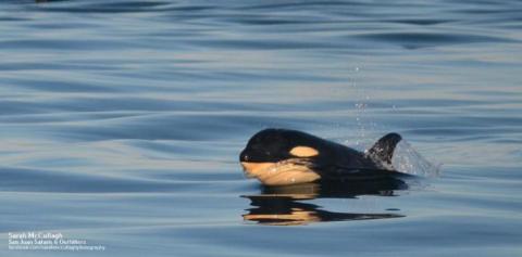 Baby Bigg's Killer Whale