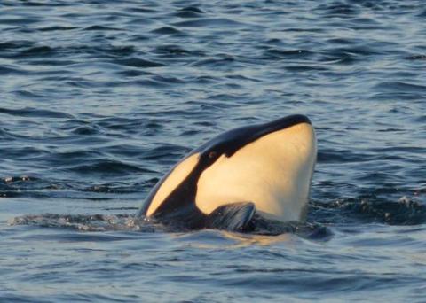 Transient Orcas at Sunset