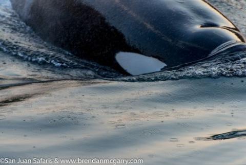 Bigg's Killer Whales Swim Around Sucia Island