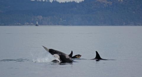 Bigg's Killer whales playing