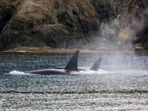 Transient Killer Whales Near Henry Island