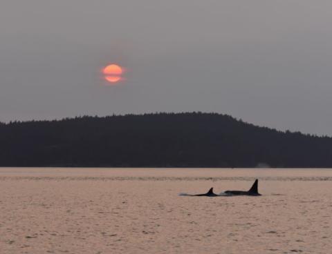 Bigg's killer whales and a fiery sunset