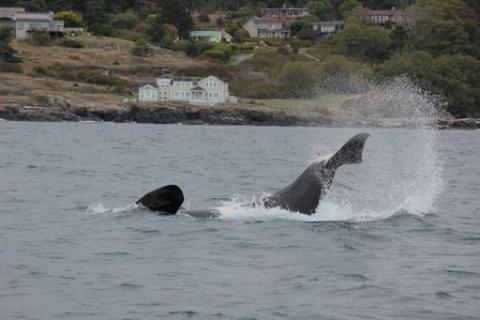 Bigg's Killer Whales playing in Swell