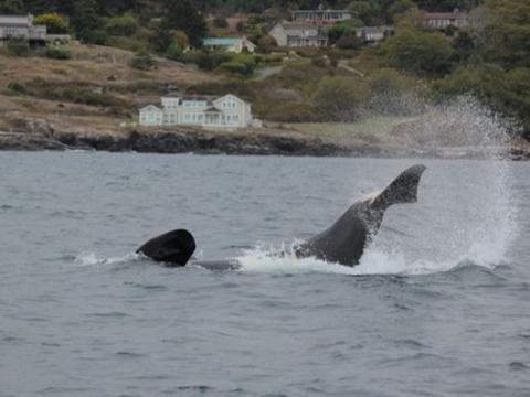 Playful Bigg's Killer Whales