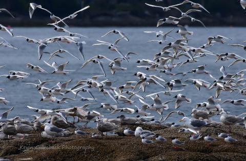 Migratory Sea Birds near Seattle with San Juan Safaris