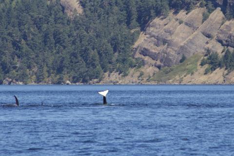 T37A's hunting Bigg's Orcas