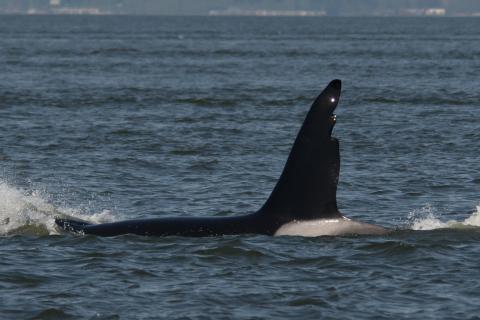 Strait of Georgia 4/28/18 P.C. Sarah McCullagh