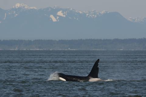 "Chainsaw" in the Salish Sea