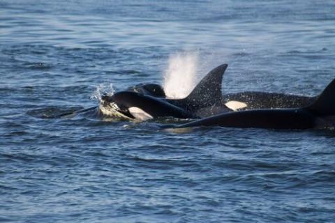 Bigg's Killer Whales and Rainbows! Bigg's Killer Whales and Rainbows!