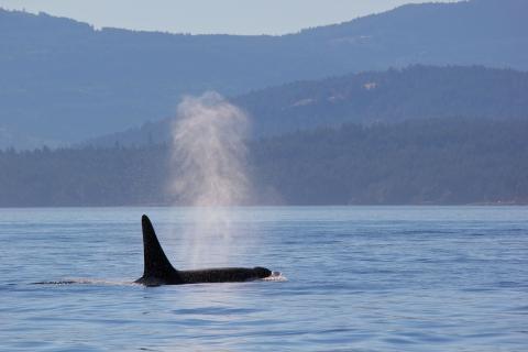 Male killer whale surfacing in the Salish Sea