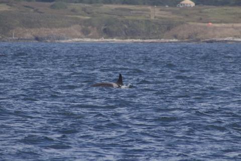 Southern Resident Killer Whale