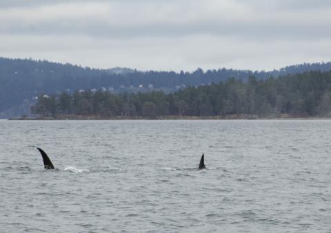 Bigg's Orcas