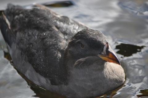 Rhinoceros auklet