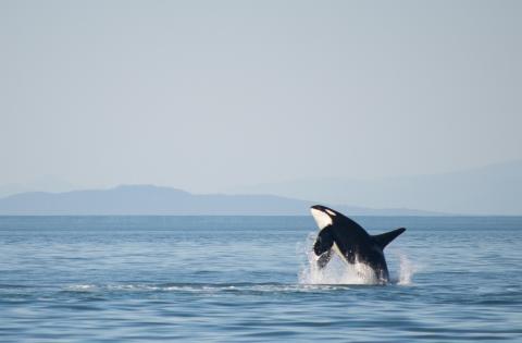 K26 "Lobo" breaches