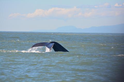 A humpback whale takes a deep dive near East Point