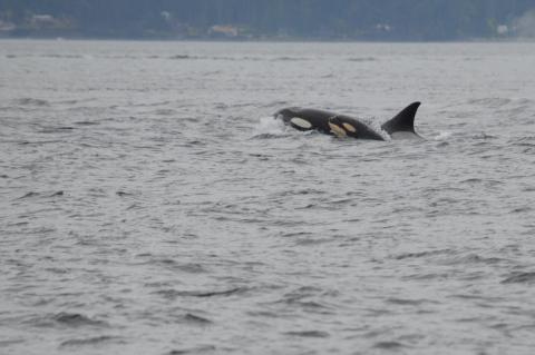 Baby orca