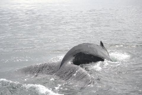 A humpback whale dives