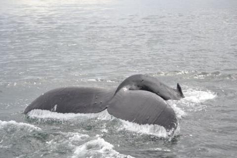 Humpback Whales in the Strait of Georgia