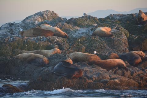 Chilling Stellar Sea Lions