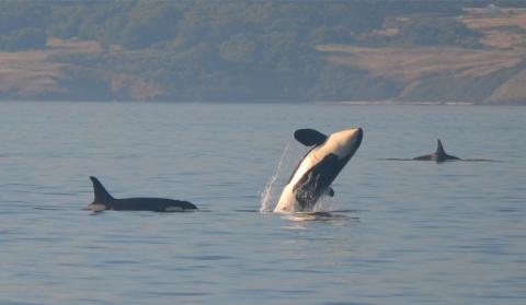 Female Orca Breaches