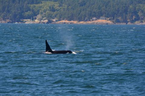 Transient Killer Whales