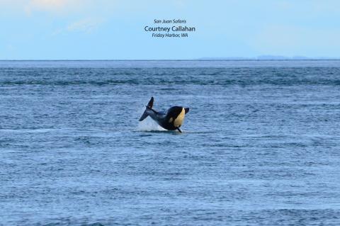 Breaching Orca Calf