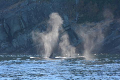 whales in canada