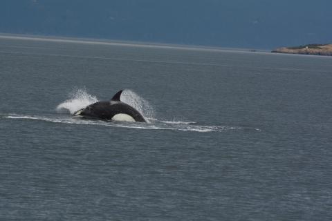 lunging killer whale