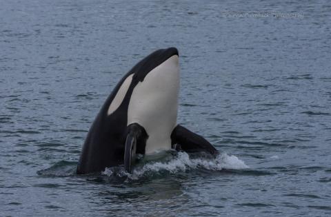 A Transient Killer Whale, T137A, gets curious after hunting