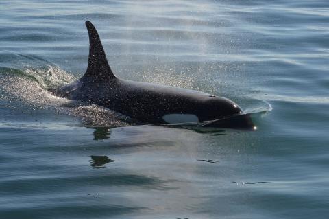 J Pod Orcas in Haro Strait