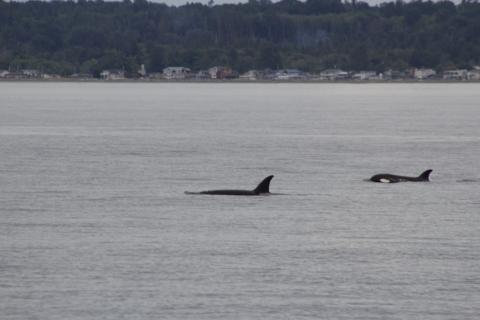Bigg's Orcas hunting Bigg's Orcas