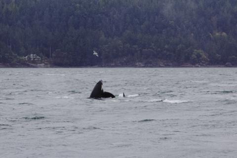 T123A spyhops! Bigg's male orca