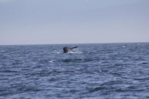 Humpback Whale