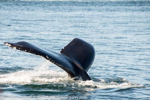 Humpback Whale Fluke