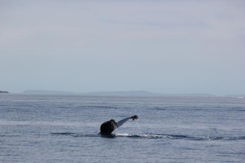 humpback whale