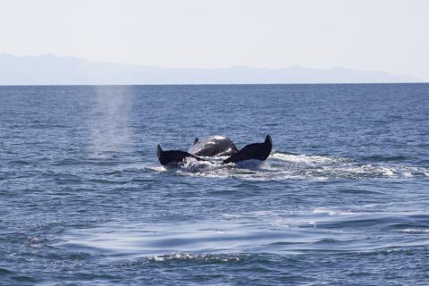 Humpback Whale