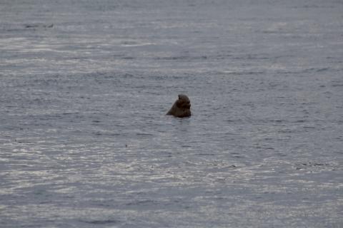 Northern Elephant Seal