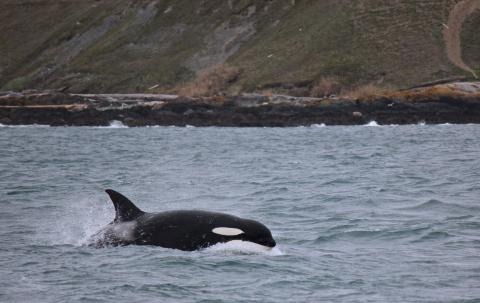 K Pod on the West Side of San Juan Island!!