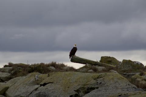 Bald Eagle