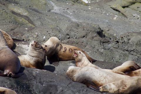 Steller Sea Lions