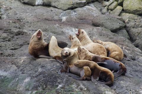 Steller Sea Lions