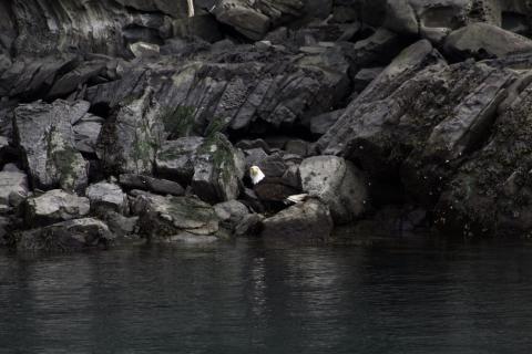 Bald Eagle Bald Eagle