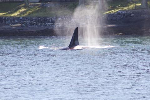 Adult Male Bigg's Orca