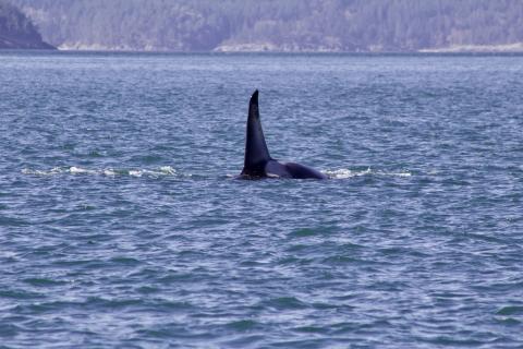 Adult Male Bigg's Orca