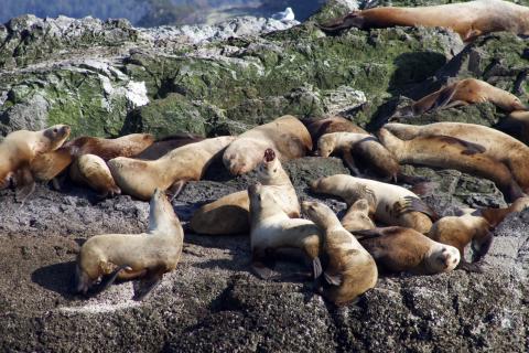 Steller Sea Lions