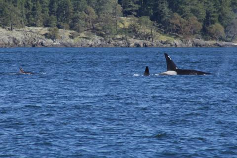 Bigg's Orcas