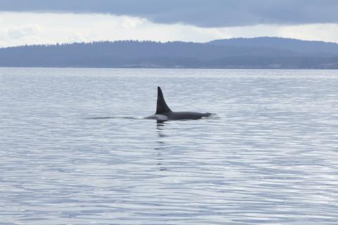 Male Southern Resident Killer Whale