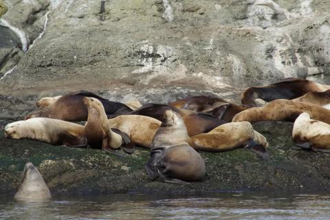 Steller Sea Lions