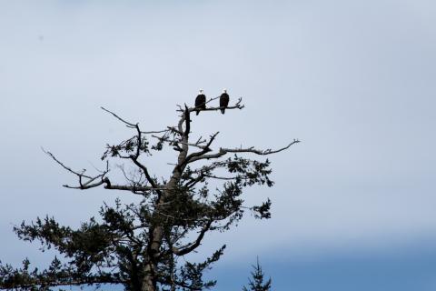 Bald Eagle pair